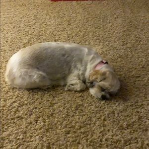 Meet your Posher, Allen